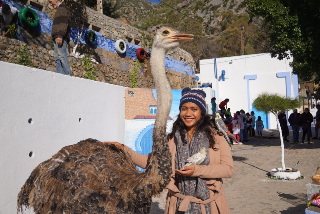 bird maroko